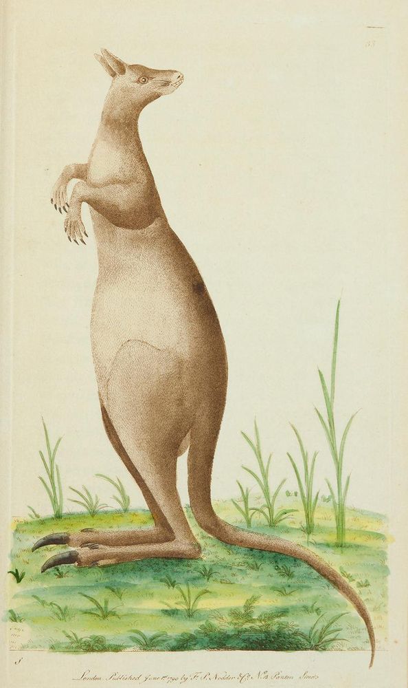 An historic illustration of a kangaroo