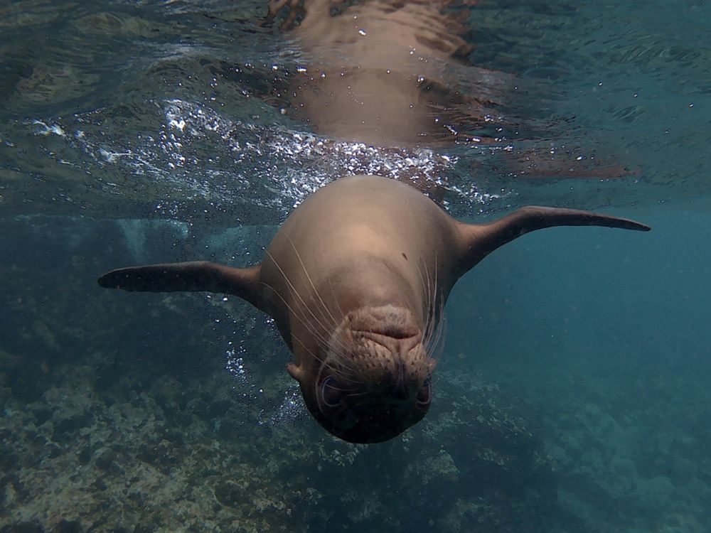 a seal, photographed upside-down underwater