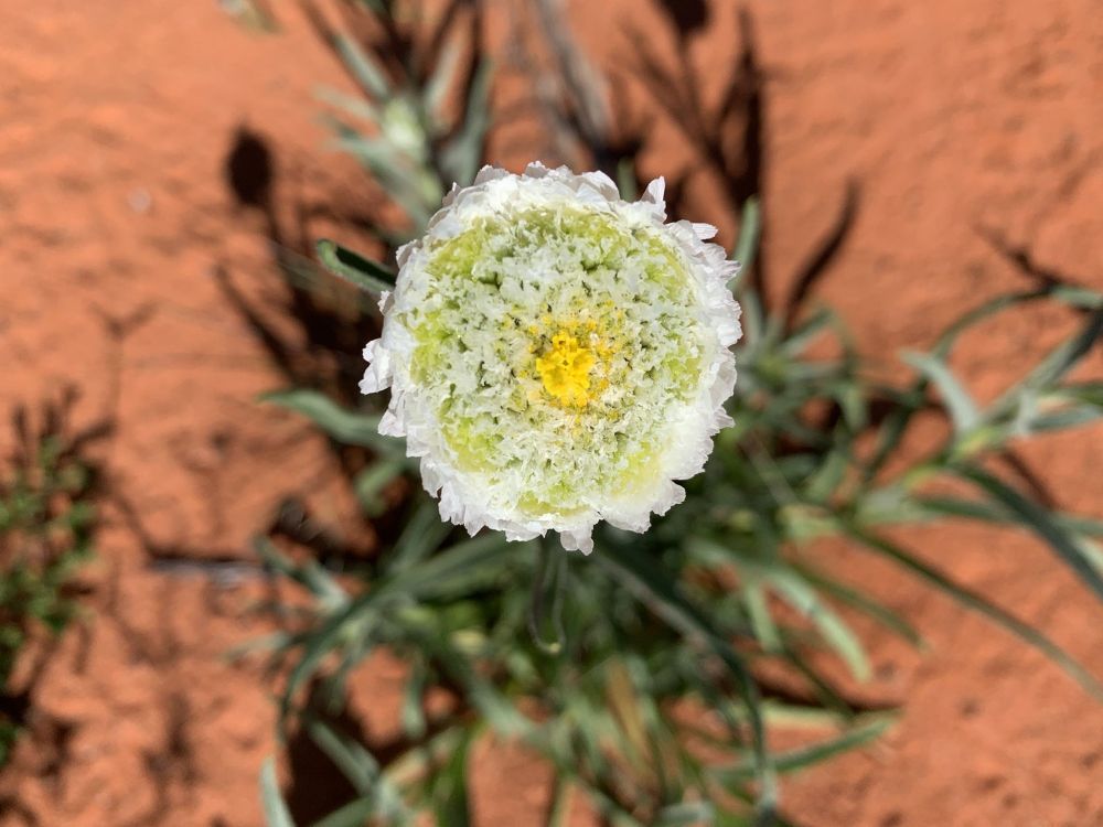 A yellow and white flower on red sand