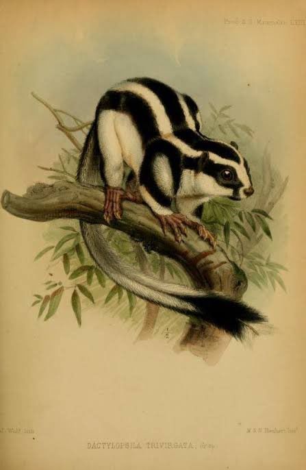 An historic illustration of a black and white possum in a tree