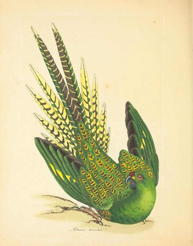 An historic illustration of a green and yellow parrot