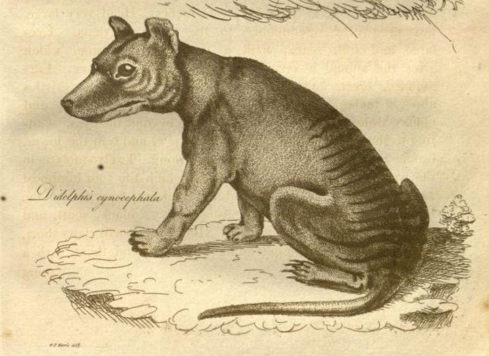 An historic illustration of a Thylacine