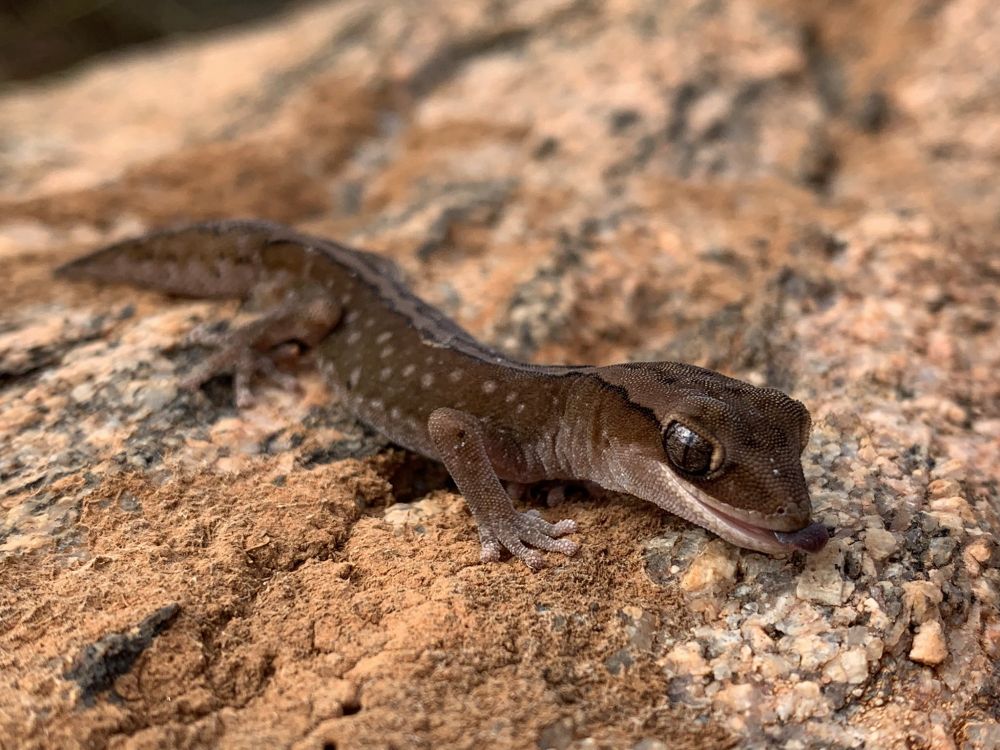 A gecko on a rock, with its tongue out
