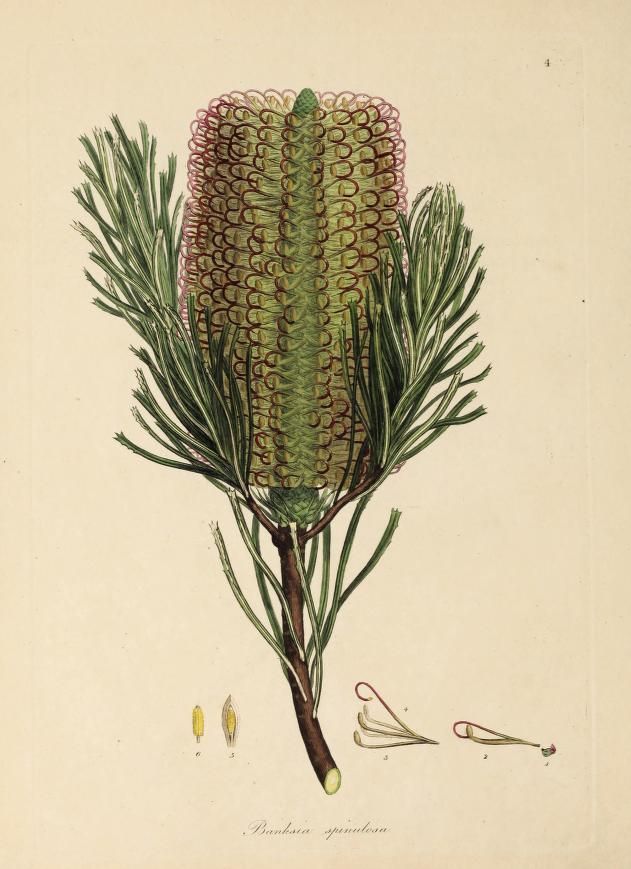 An historic illustration of a banksia