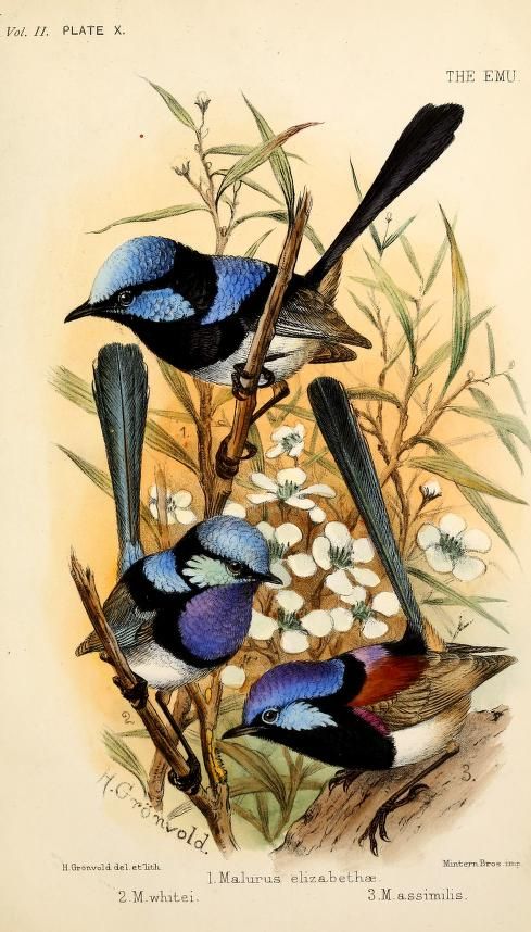 An historic illustration of 3 fairy wrens