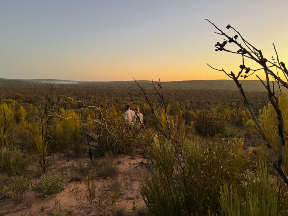 A sunrise above the mallee. Trees and scrub on red sand. Two people walking through the bush. 