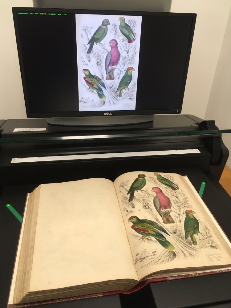 A historic book on a book scanner, open to a page showing historic illustrations of 5 colourful parrots