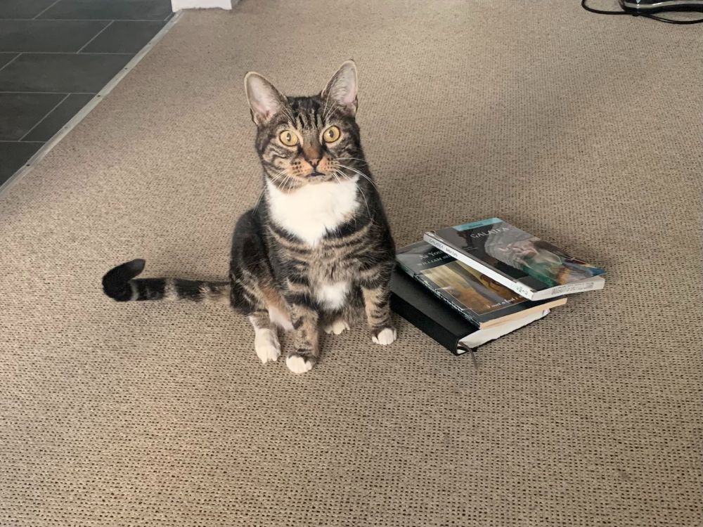 Small tabby cat with a white bib sits next to the pile of three books she has pushed over. She stares blankly at the camera.