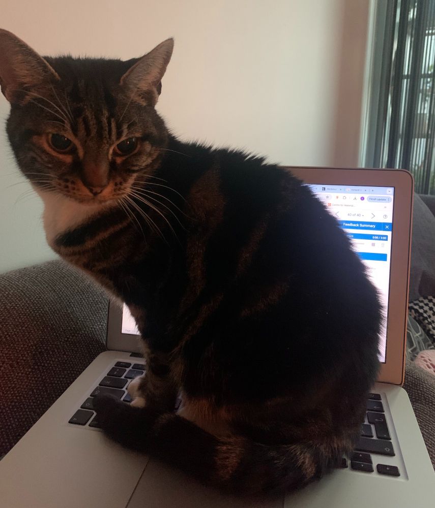 Harmony (a small tabby cat with a white bib) sits on a laptop, desperate to join in with the discussion.