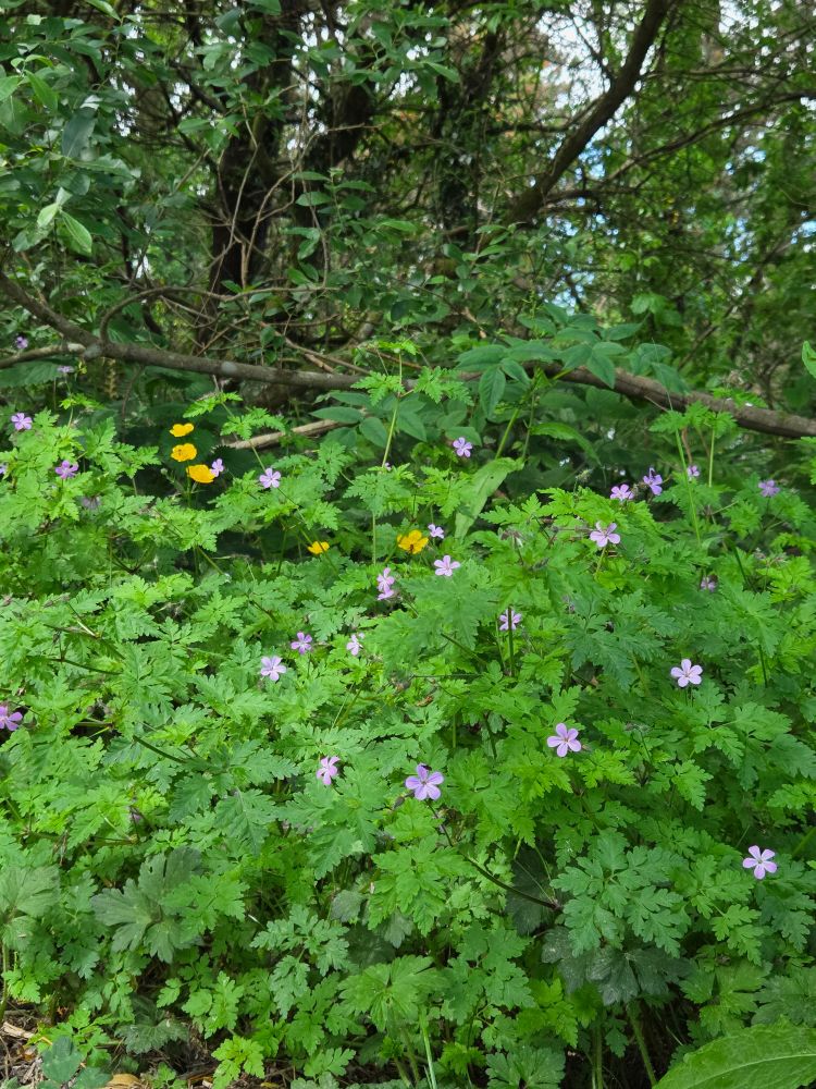 Cranesbill wild flowers, and buttercups in the woods