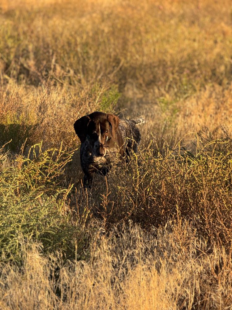 Ahyoka on an early morning sniff about looking for birds in the marsh grasses