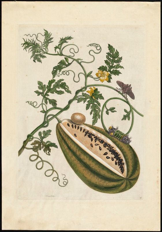A vertically rectangular print depicting a watermelon on a vine, on which sits a moth. A caterpillar crawls on the upper side of the watermelon rind. Some kind of egg sits near the top of the fruit, close to where it attaches to the vine. Elsewhere on the vine are two yellow flowers. A long lengthwise section - maybe a fifth to a quarter of the melon - is cut out to expose the pinkish fruit, black seeds, and white edges of rind.
