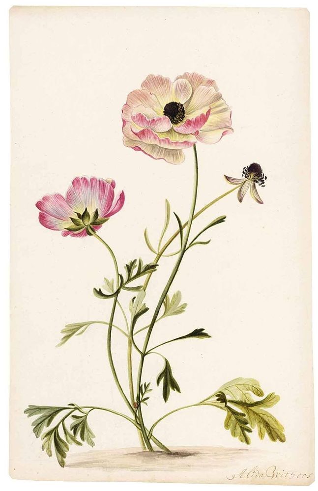 A drawing in watercolor and gouache over traces of black chalk of some stalks of pink and white Persian buttercup against an ivory background. The bloom on the left is shown from the back; in the middle is a flower in full bloom. Also depicted is a withered flower with only three petals left. At the bottom right of the drawing is the artist's signature in cursive handwriting.
