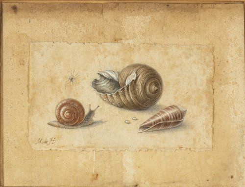 A pencil and tempera drawing of a snail and two seashells, on time-darkened paper. The dominant colors are rust, brown and white.