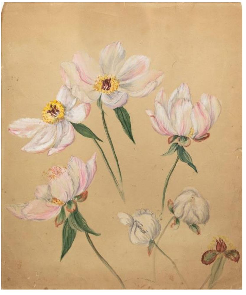 A watercolor botanical illustration of the heads of white peonies with a pinkish tinge, and yellow and red centers.