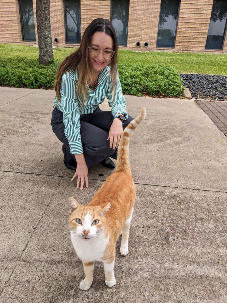 A very cute but slightly dirty orange cat on a college campus being admired by a professor