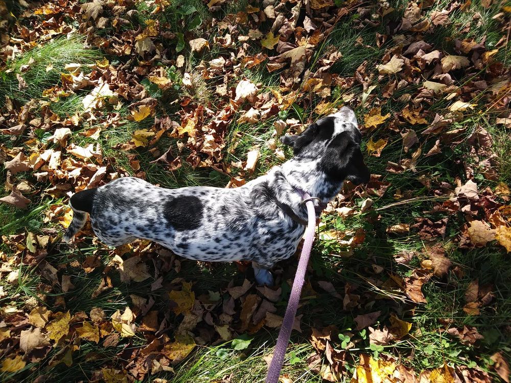 An overhead view of Ozzy on a leafy lawn looking away from the camera.