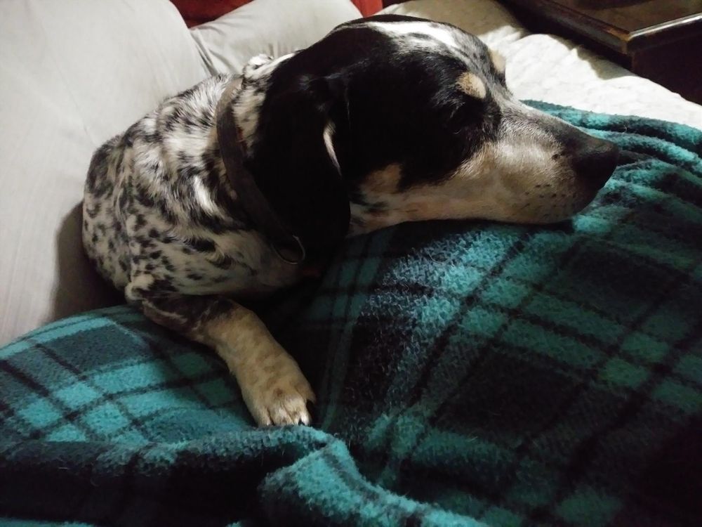 Ozzy the hound dog, laying on a sofa on top of a turquois plaid blanket that is over a person's lap with his head on their knee.