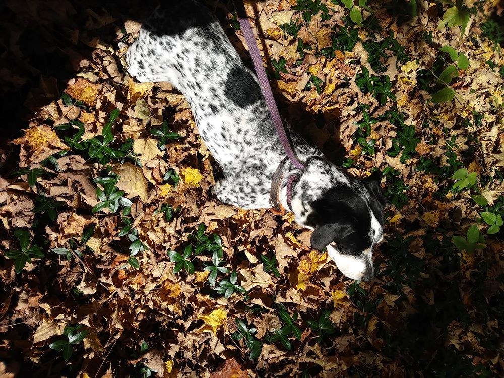 Ozzy the hound doggo, standing in a bed of venka vine with scattered fall leaves looking away from the camera.