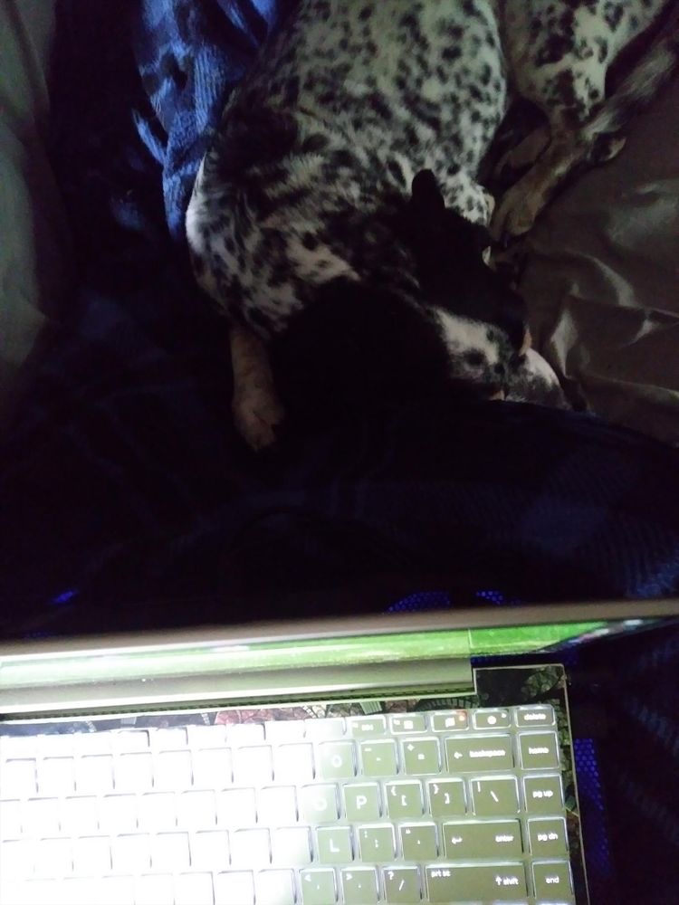 A photo from above of a laptop in a person's lap on a sofa, behind the laptop by their blanket covered feet is Ozzy the hound doggo, curled up fast asleep and adorable.