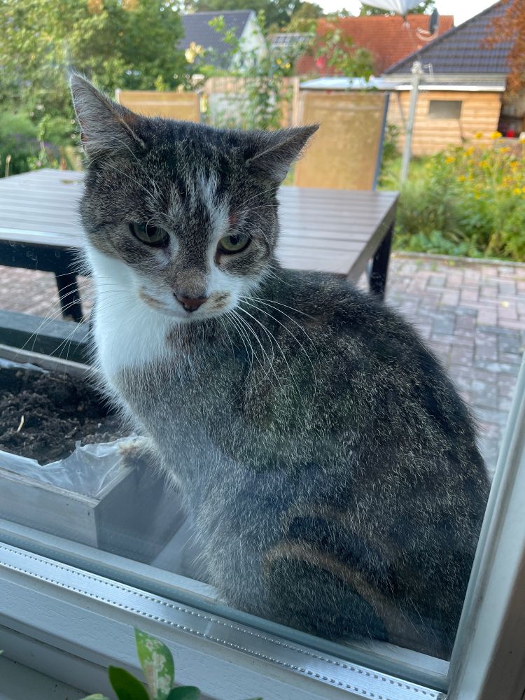 Eine grau getigerte Katze mit weissen Latz sitz seitlich vor einem Fenster und scjaut ins innere. Dahinter ist ein Gartentisch zu sehen und Teile des Gartens.