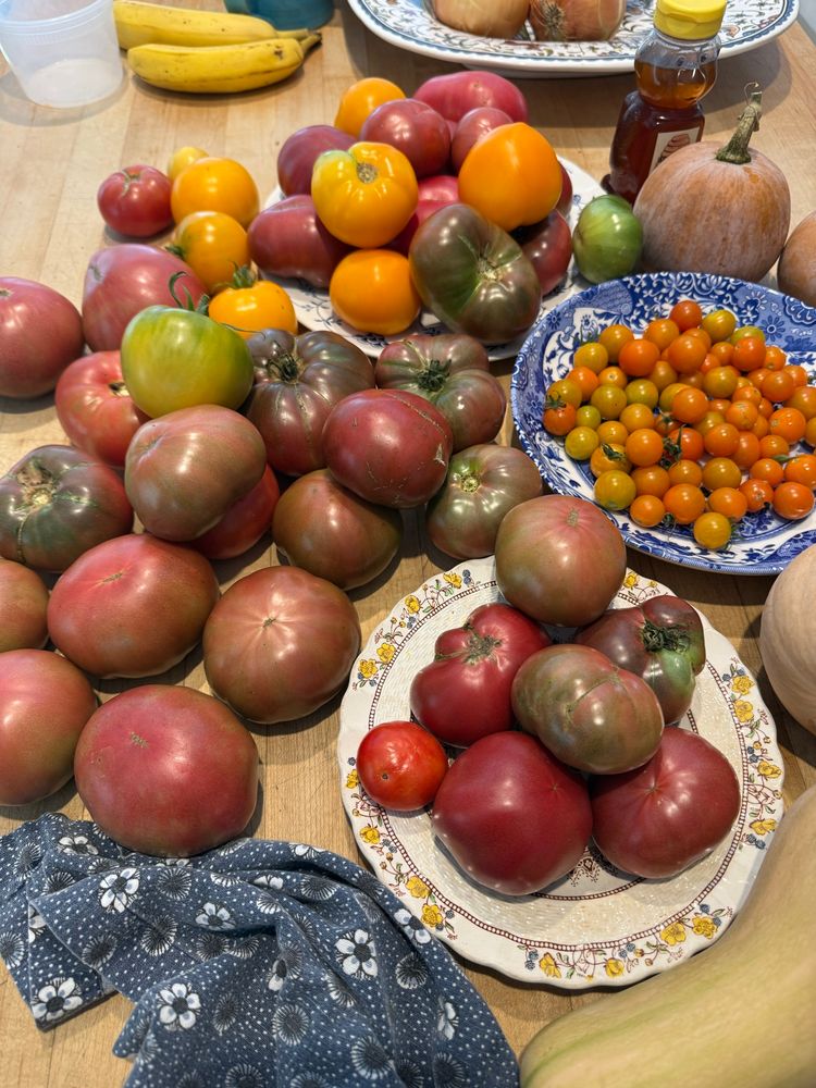 Dozens of home grown tomatoes on the kitchen counter 