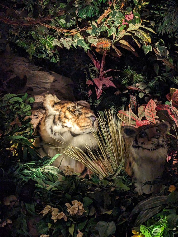 Two animatronic tigers in an artificial rainforest 