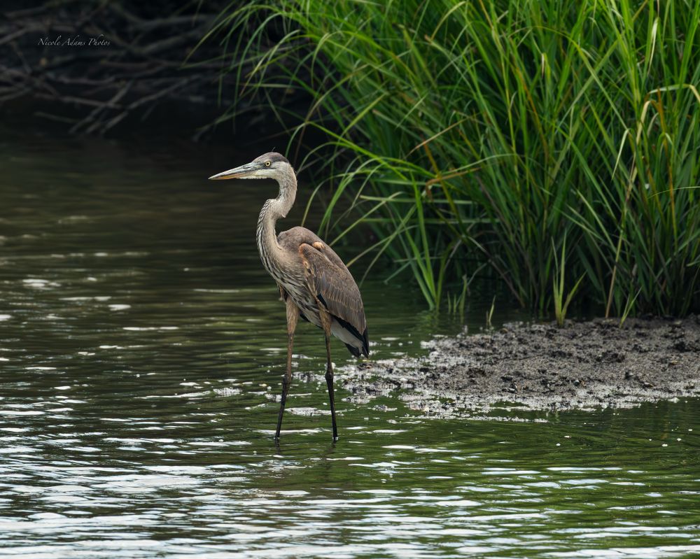 Picture of an immature Great Blue Heron standing in shallow water next to a muddy bit and marsh grass