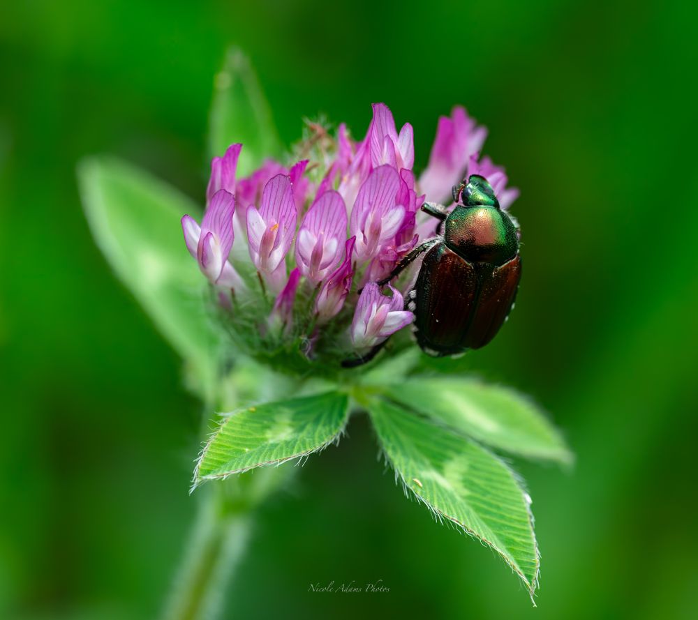 Close up of a pink clover flower with a shiny, green and brown, beetle on it. The background is lush green, including some of the clovers green petal leaves 