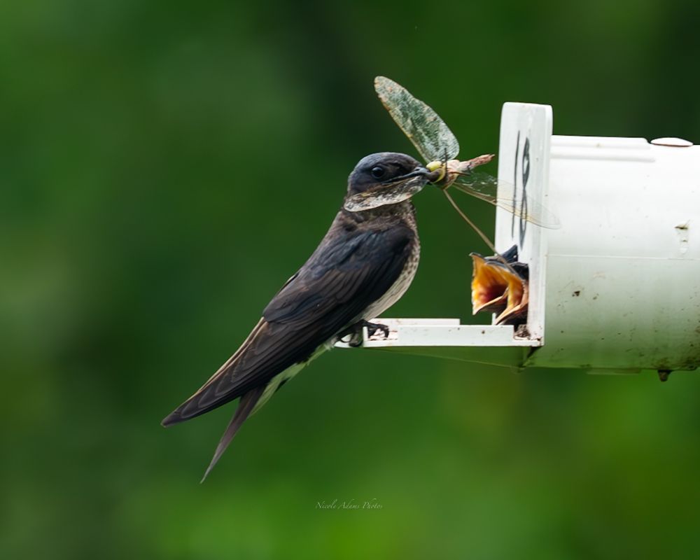 A Purple Martin feeding its chicks with a massive catch!