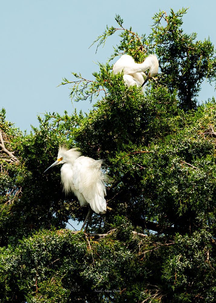 Two egrets sitting in a tree. The bird in the upper part is preening its feathers. The bird closer to the center has literally all its feathers puffed up, but not sure why
