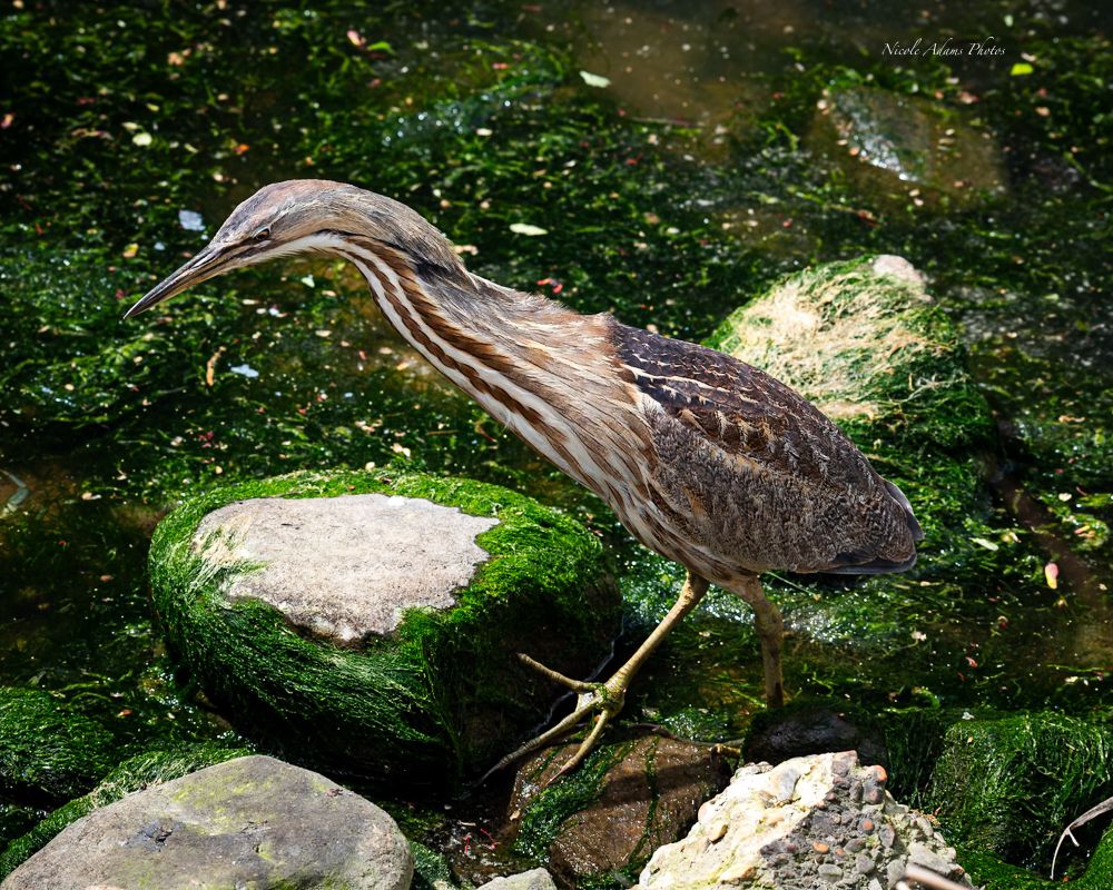 Photo of an American Bittern facing its head to the left, showing a side profile. Stocky, brown heron with a striped neck, plain unspotted wings. The bird walks between rocks, in shallow water. The rocks are partially covered with moss.