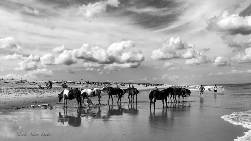 Wild ponies hang out on the beach among humans at Assateague Island MD. The sky is filled with clouds and some of them are of the puffy variety. The image is in black and white 