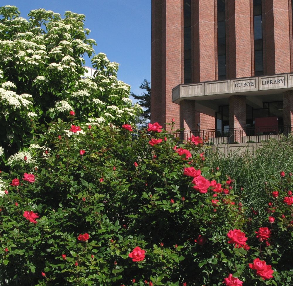 Du Bois Library in background. Foreground has white flowering and red flowering bushes from the Courtyard.
