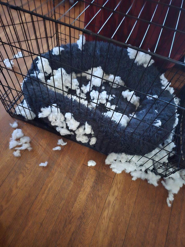 Dark grey doughnut-shaped dog bed inside a dog crate with mounds and mounds of fluffy, white floof all around d the bed. 