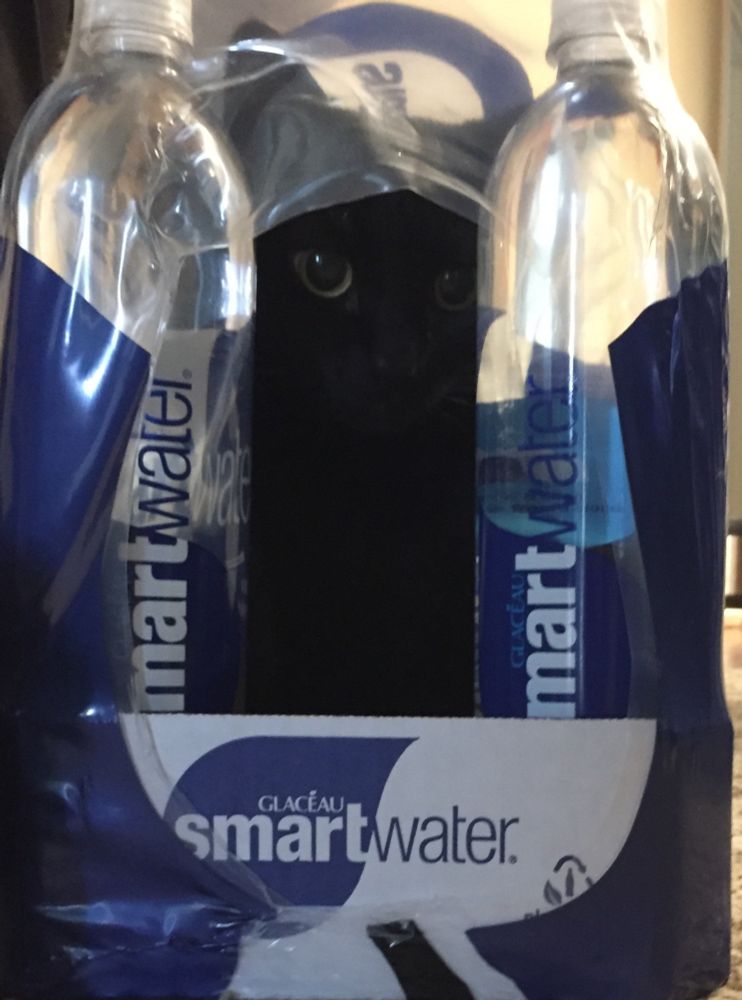 a black cat named Arwen hiding in a partial flat of water bottles.