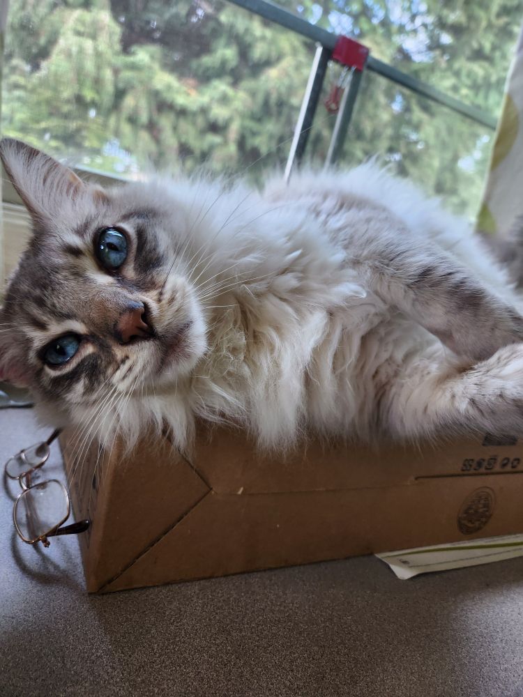 A cream colored #ragdollcat laying on his side on a box, looking at the camera with blue eyes. 