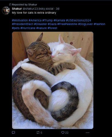 Post by sharkur23.bsky.social with "My love for cats is extra ordinary" and two cats hugging while tails make a heart shape - tagged not only with pets & doglover (relevant) - but Trump, Kamala, fashion, forest, Disaster, Gaza and Hurricane. Given the spammy tagging and perfect nature of shape made with tails it may be AI generated.