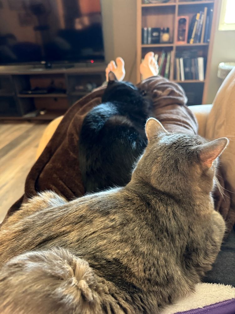 Black ghost tabby and grey tabby cats on legs of their owner/servant 
