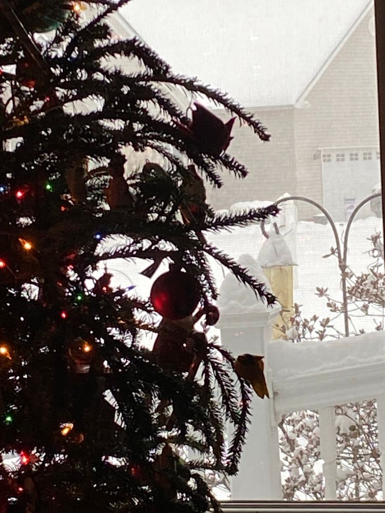 Snowy yard as seen through the silhouette of a Christmas tree. 