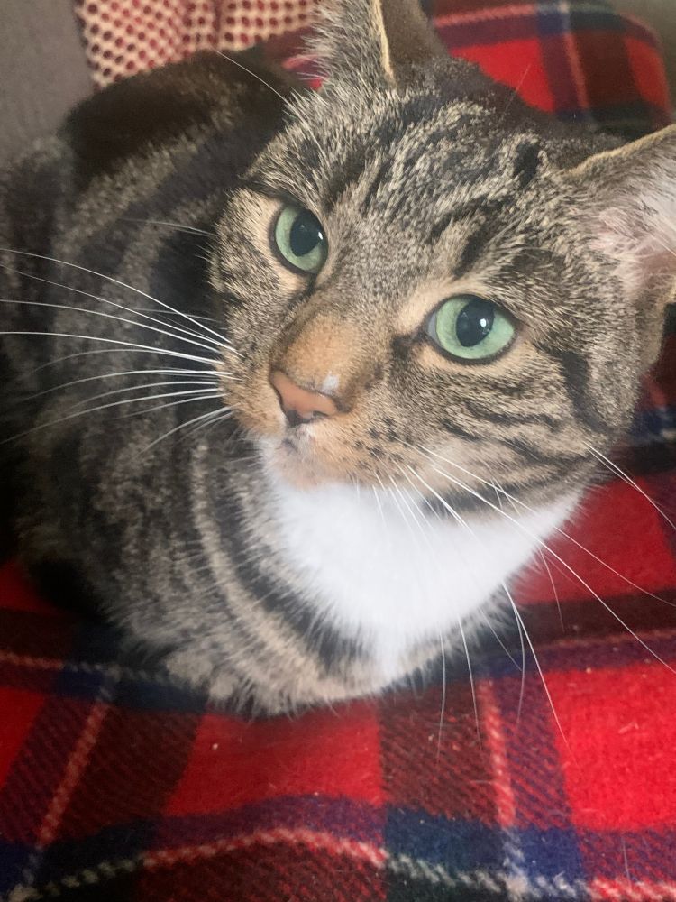 Jake the cat on a tartan rug