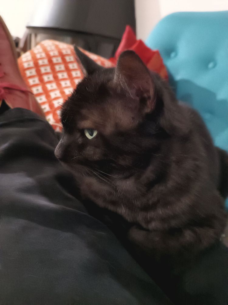 Boniface, chat noir, posé sur mes genoux sur fond de coussin coloré. Il ouvre à peine les yeux. Il juge. Mais en photo il n'est jamais noir mais vaguement roux.