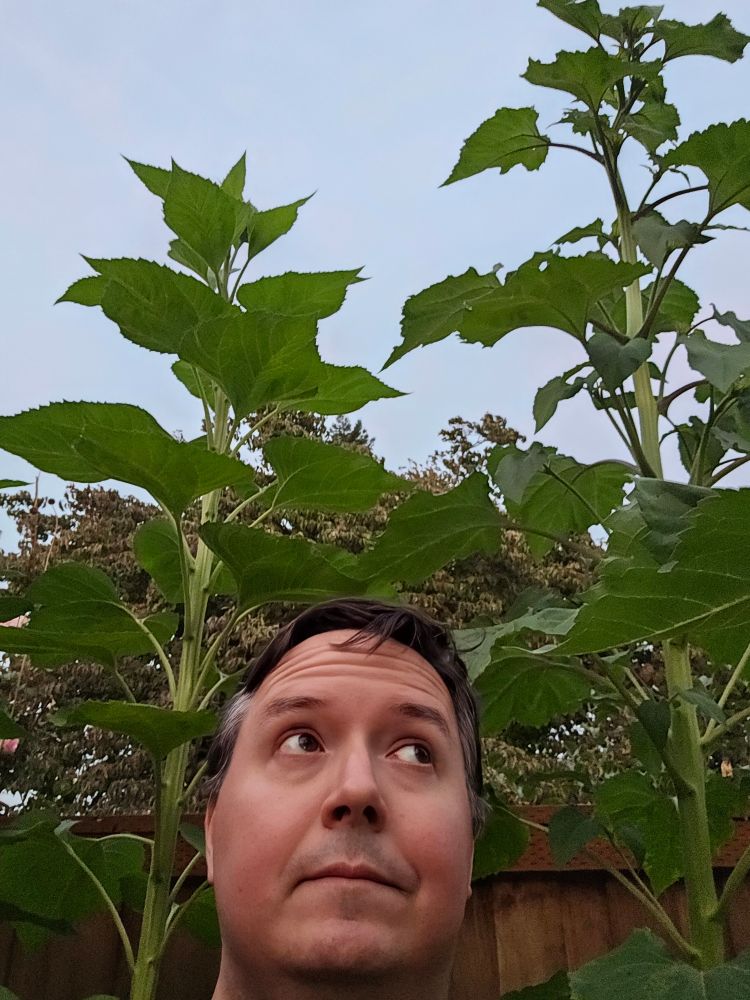 My beautiful face with sunflowers towering over me