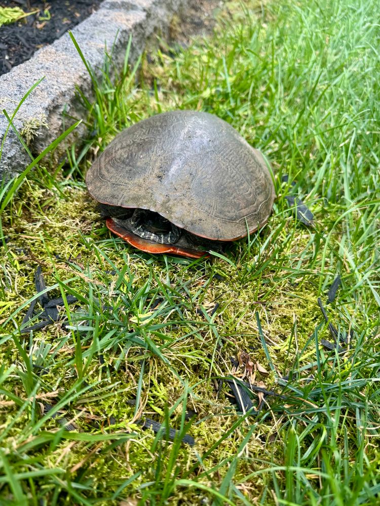 Turtle: Northern red-belly cooter