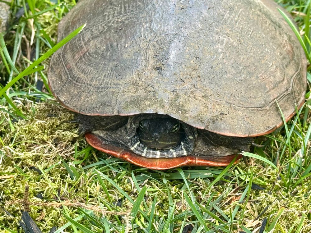 Turtle: Northern red-belly cooter