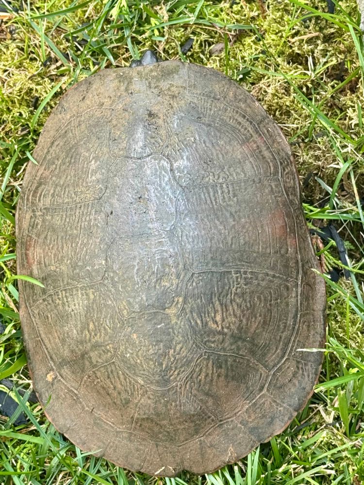 Turtle: Northern red-belly cooter