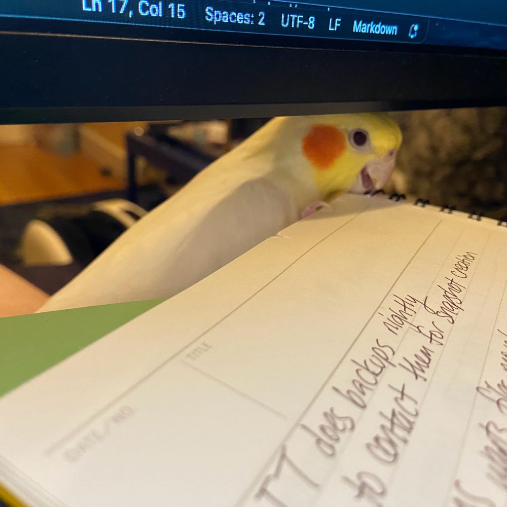 A notebook sits below a monitor. Poking up behind it, trying to chew on the rings, is an adorable cockatiel. He looks very sneaky and cute