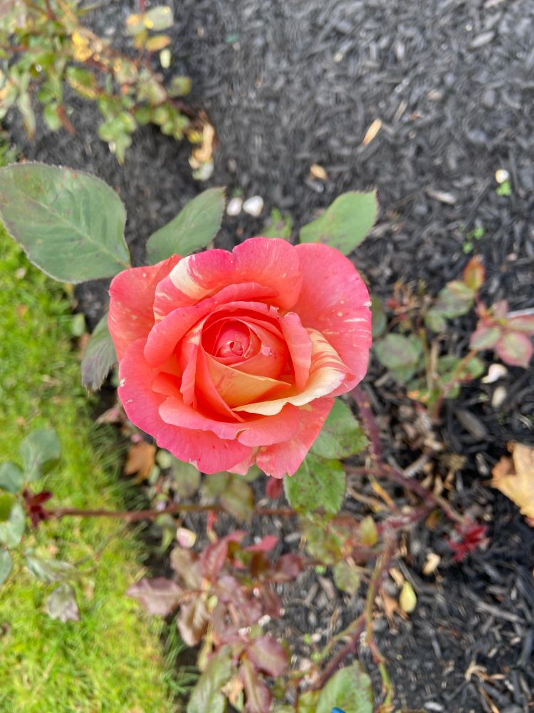 This one is mostly a coralish pink, with a few yellow streaks. Like the first, it isn’t fully unfurled.