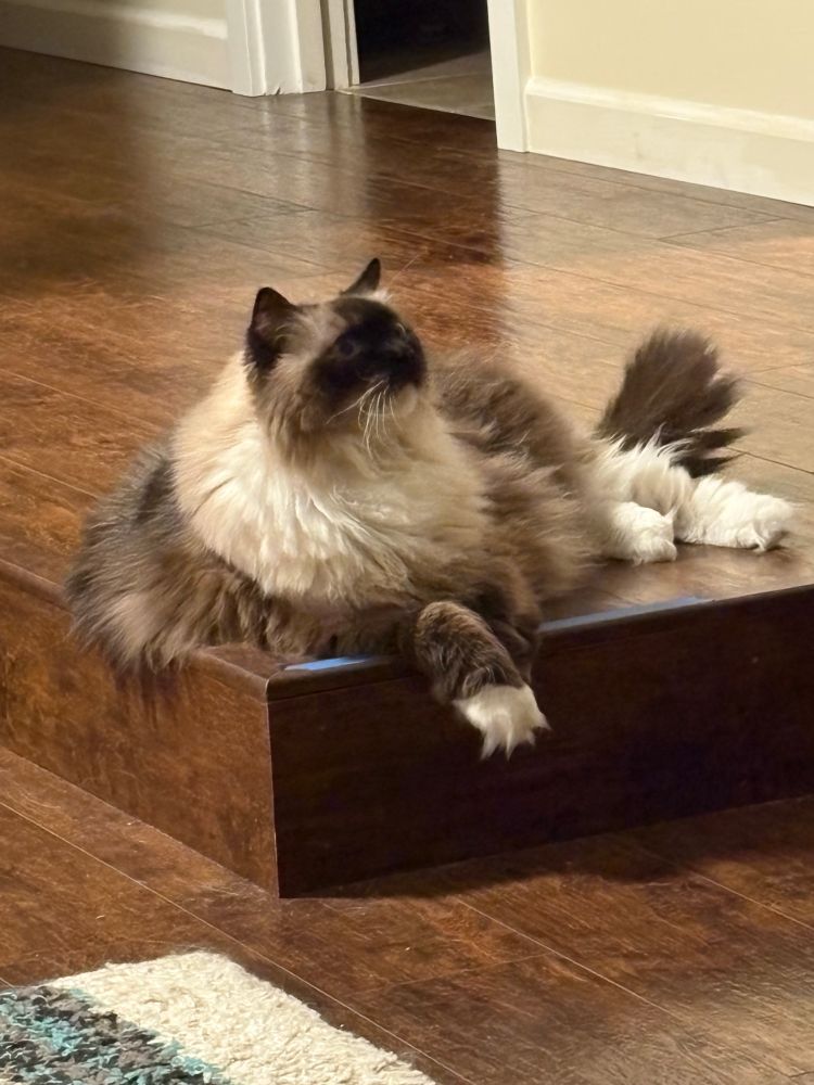 Another ragdoll cat