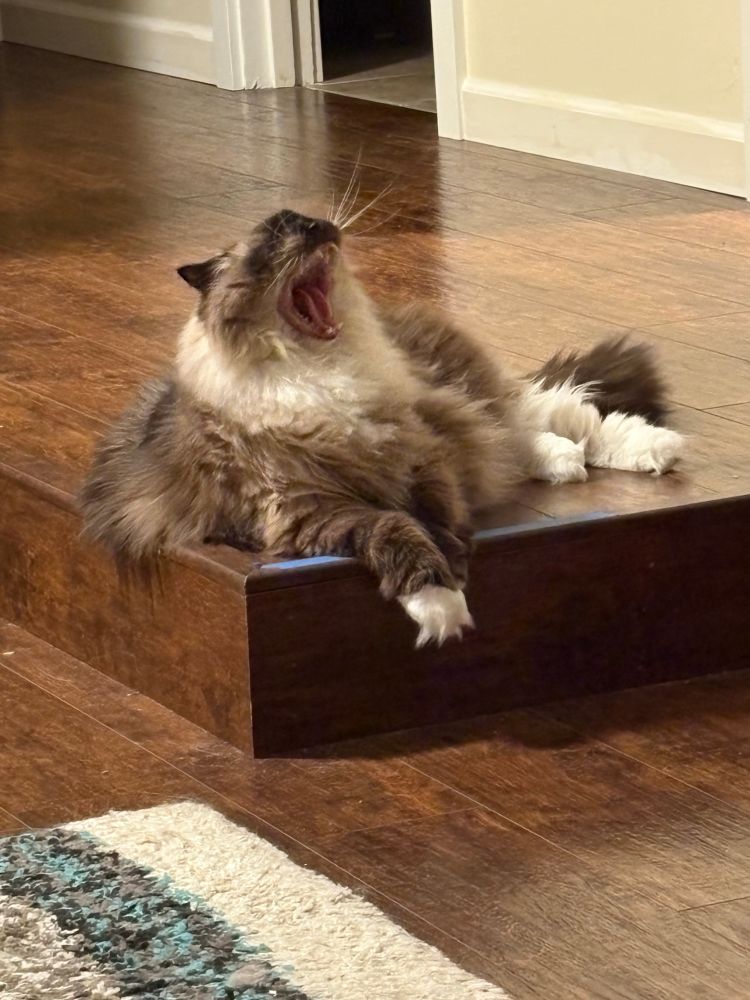 Mocha the yawning rag doll